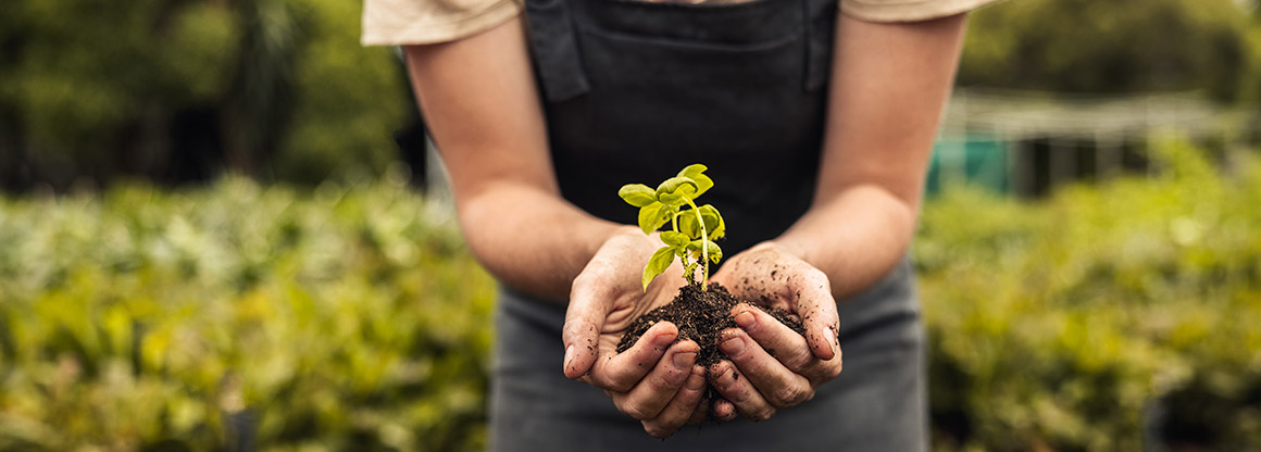 Person holding a small plant