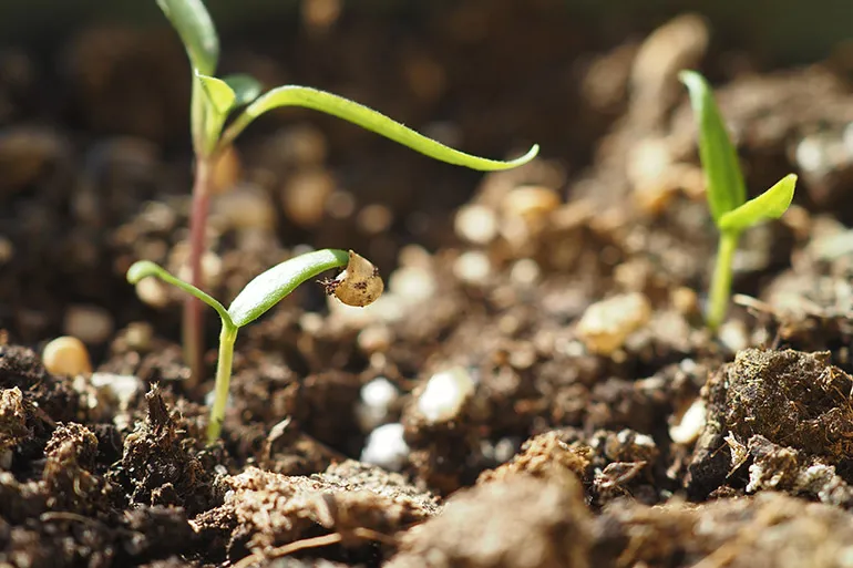 seeds sprouting from soil